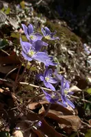 Anemone hepatica, switzerland, sankt, gallen, walenstadt, berschis, liverwort, kidneyword, anemone, hepatic, flower, woodland, blue, stamens, white