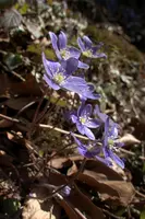 Anemone hepatica, switzerland, sankt, gallen, walenstadt, berschis, plant, flower, liverwort, kidneywort, anemone, hepatica, blue, stamens, white