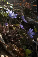 dsd_002012.jpg