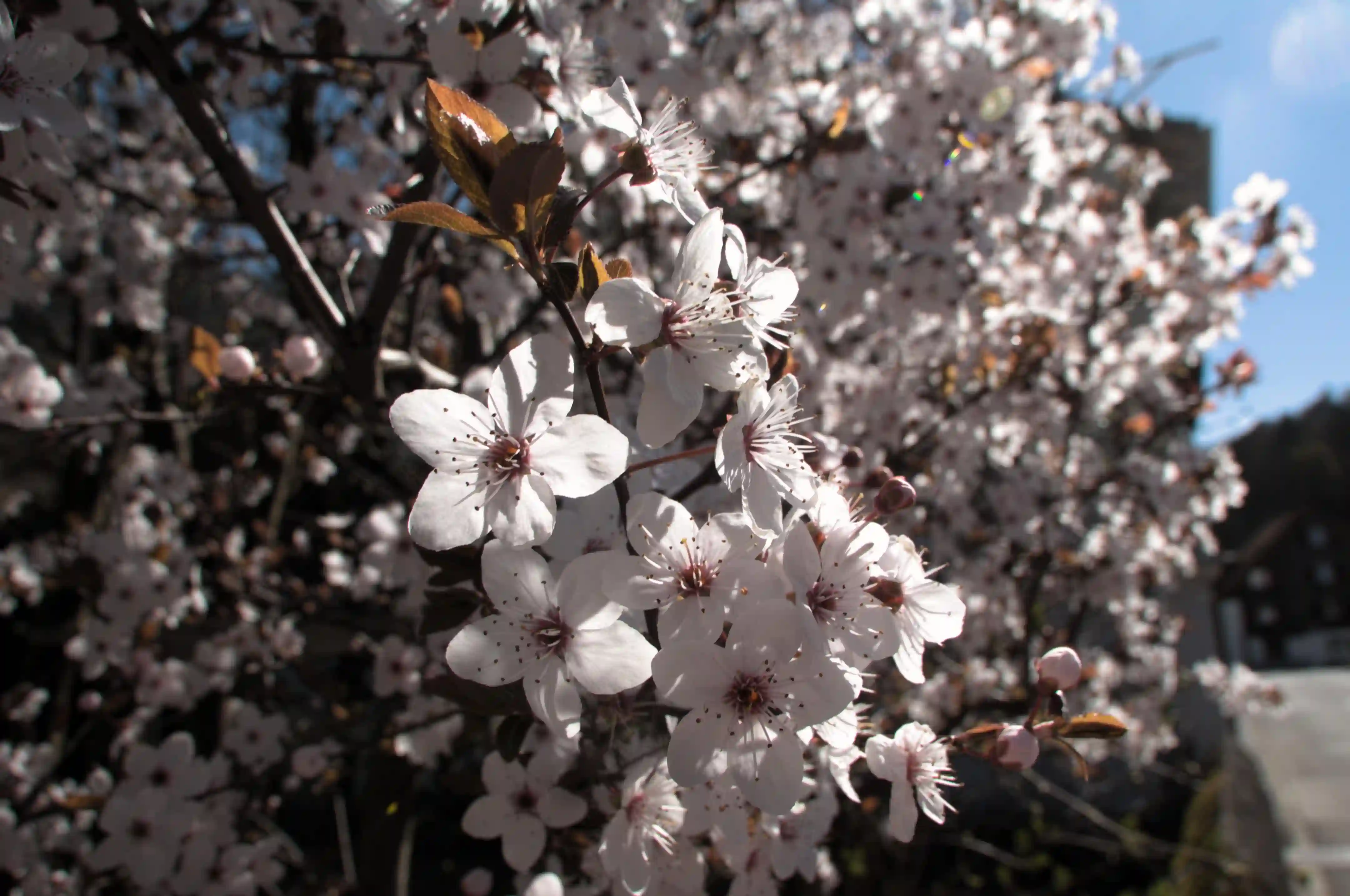 Blossom, alps, garden, arbon, lake, cherry, alpine, sunshine, swiss, domestic, life, switzerland, blossom, growth, mountains, outdoors, cultivated, pollination, pink, ornamental, daylight, thurgau, constance, village, roadside, spring, reproduction
