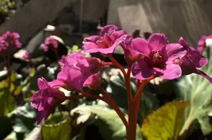 dsd_002817.jpg