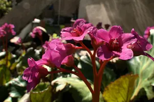 dsd_002818.jpg