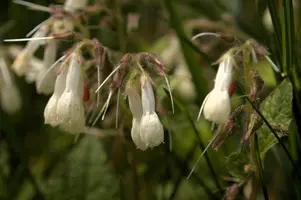 dsd_008046.jpg