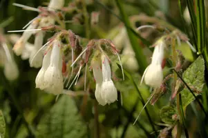 dsd_008052.jpg