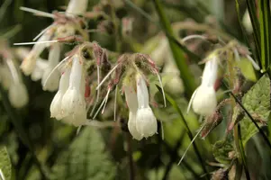 dsd_008053.jpg