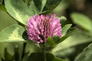 dsd_008063.jpg