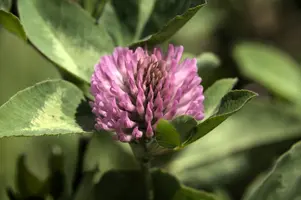 dsd_008065.jpg