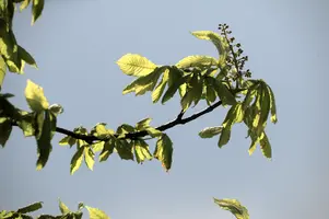 dsd_008683.jpg