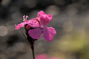 Alpine Pink, switzerland, sankt, gallen, walenstadt, berschis, plant, flower, pink, alpine, garden, outdoors, rain, droplets, sunlight