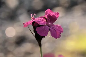 Alpine Pink, switzerland, sankt, gallen, walenstadt, berschis, plant, flower, pink, alpine, garden, outdoors, rain, droplets, sunlight
