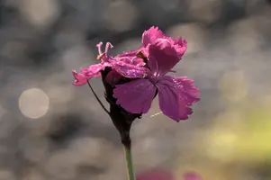 Alpine Pink, switzerland, sankt, gallen, walenstadt, berschis, plant, flower, pink, alpine, garden, outdoors, rain, droplets, sunlight