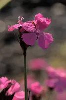 Alpine Pink, switzerland, sankt, gallen, walenstadt, berschis, plant, flower, alpine, pink, garden, sunlight, outdoors