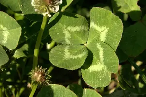 dsd_009570.jpg