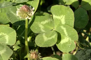 4-leaved clover, switzerland, sankt, gallen, walenstadt, berschis, plant, leaf, 4-leaved, clover, luck, superstition, belief, rare