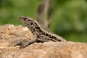 dsd_009702.jpg