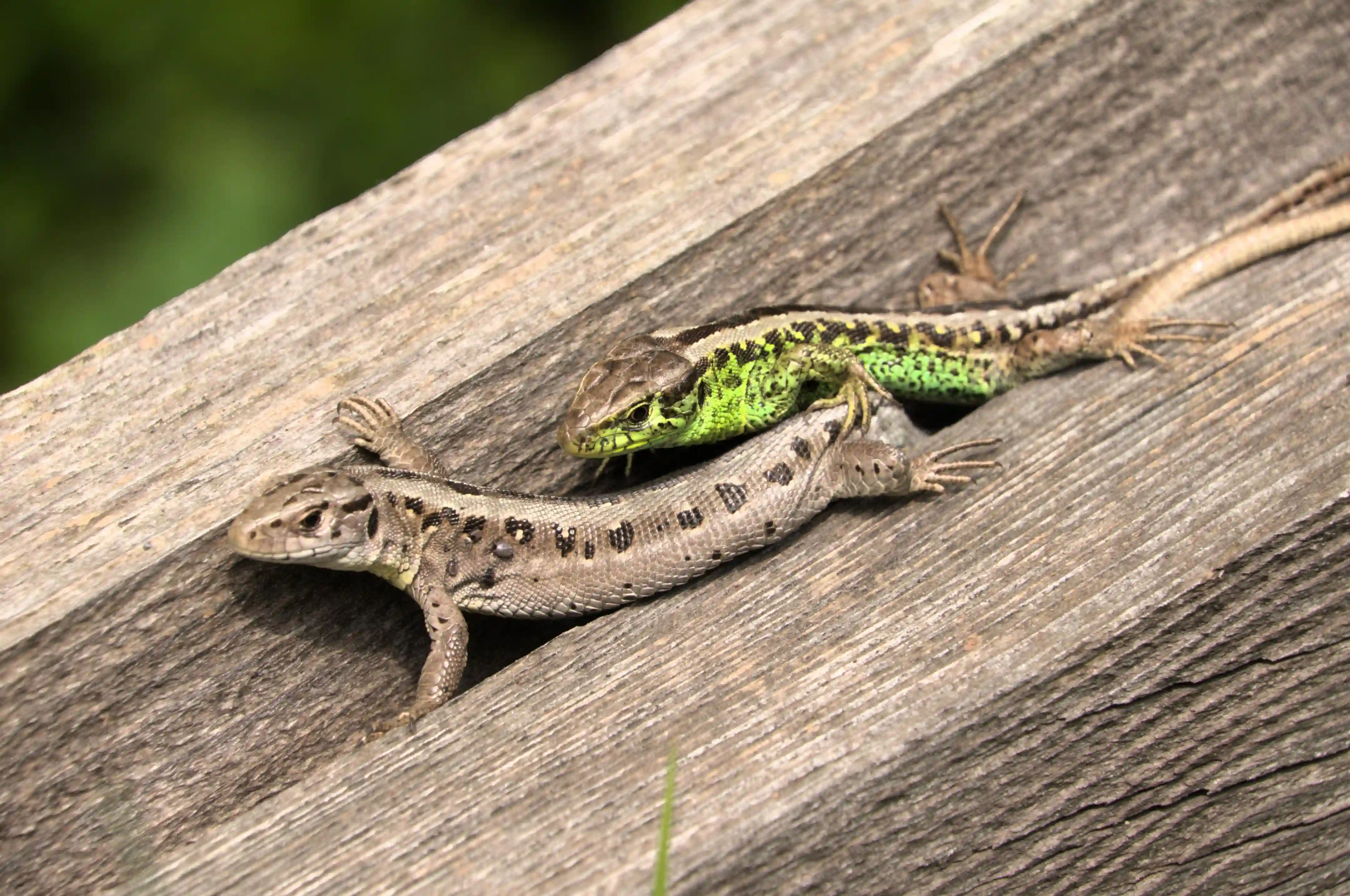 Lacerta agilis,  female sand lizard basking in swiss village of berschis