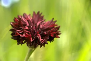 dsd_011232.jpg