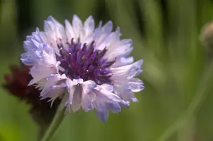 dsd_011240.jpg