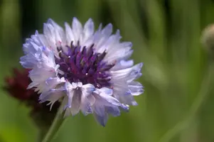 dsd_011241.jpg