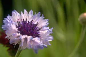 dsd_011247.jpg