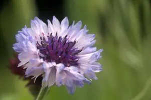 dsd_011249.jpg