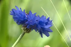 dsd_011268.jpg