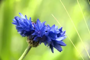 dsd_011269.jpg