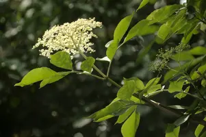dsd_011300.jpg