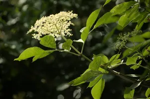 dsd_011301.jpg