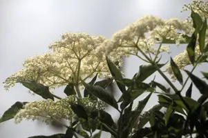 dsd_011305.jpg
