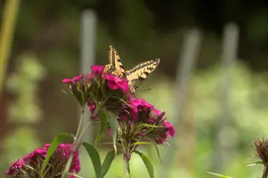 dsd_011319.jpg