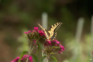 dsd_011325.jpg