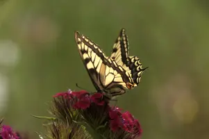 dsd_011329.jpg