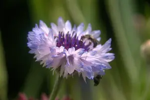 dsd_011331.jpg