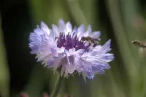 dsd_011332.jpg