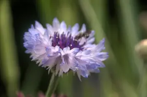 dsd_011333.jpg