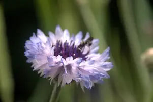 dsd_011334.jpg