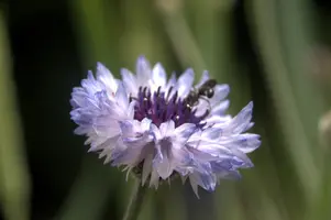 dsd_011335.jpg