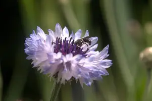dsd_011336.jpg