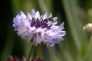 dsd_011337.jpg