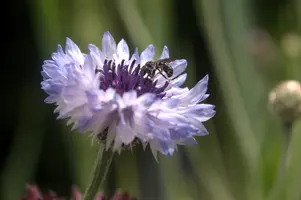 dsd_011338.jpg