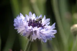 dsd_011341.jpg