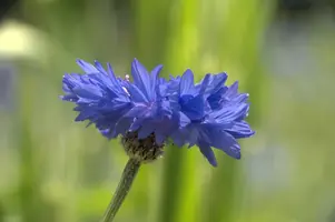 dsd_011354.jpg