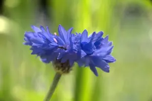 dsd_011361.jpg