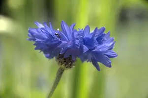 dsd_011365.jpg