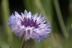 dsd_011378.jpg