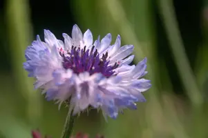 dsd_011379.jpg