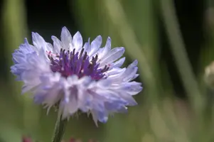 dsd_011380.jpg