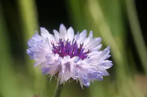 dsd_011381.jpg