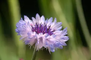 dsd_011382.jpg